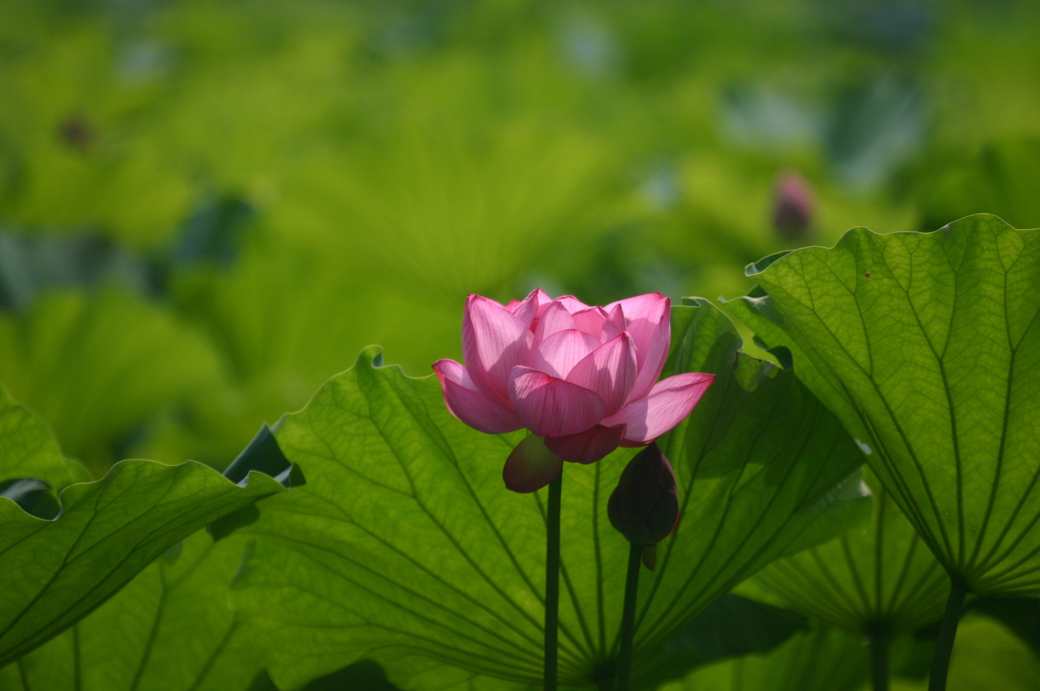 上野公園の不忍池の蓮