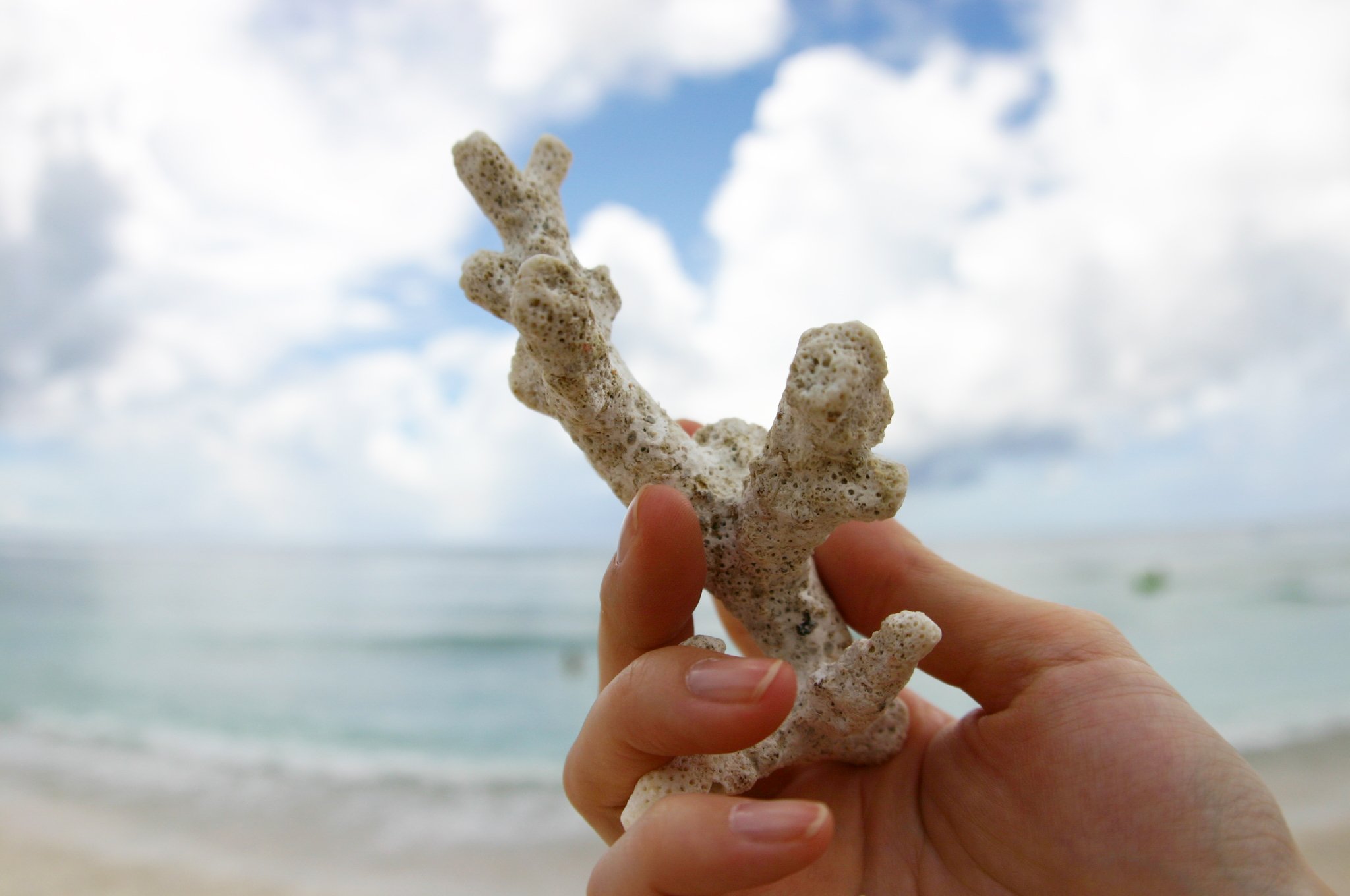 砂浜に落ちていた珊瑚