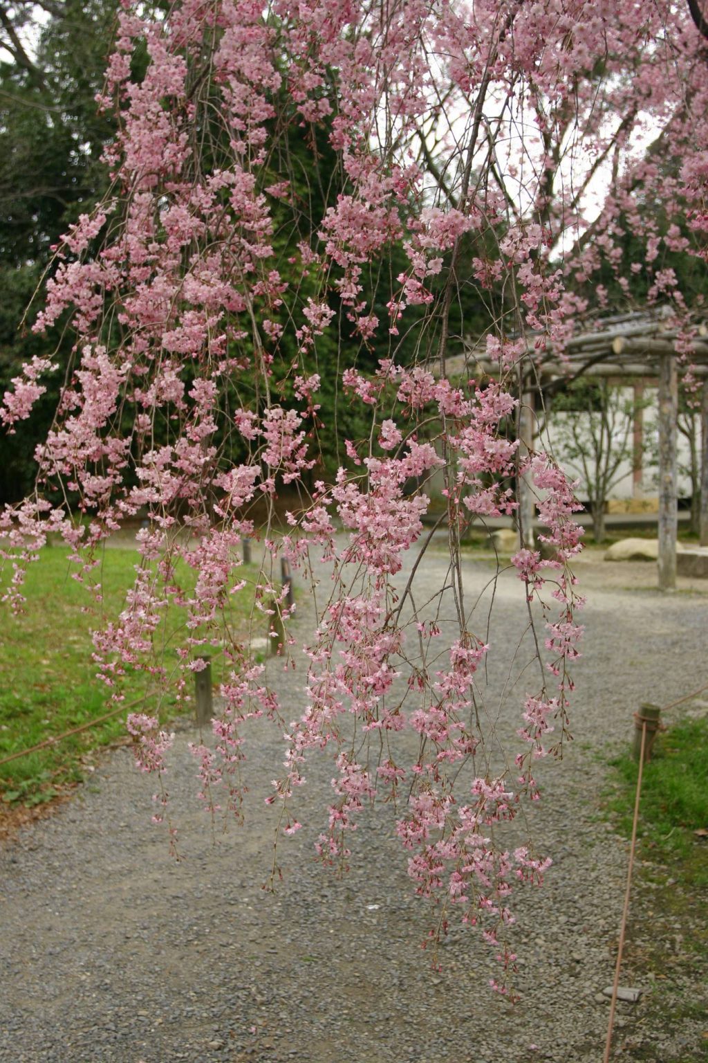 枝垂れ桜が道を塞ぐ - 2000ピクセル以上のフリー写真素材集