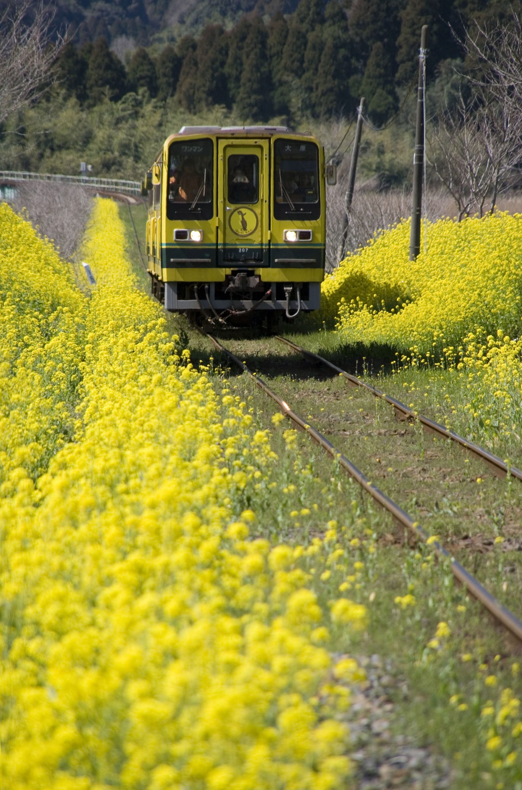 菜の花と列車