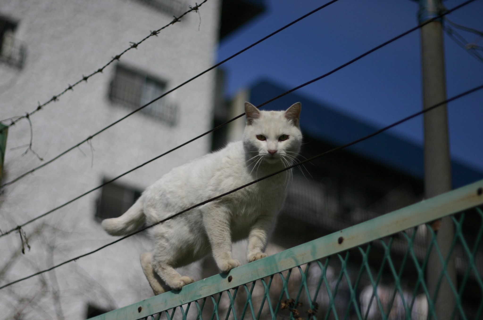 猫さんがフェンスの上からこんにちは。
