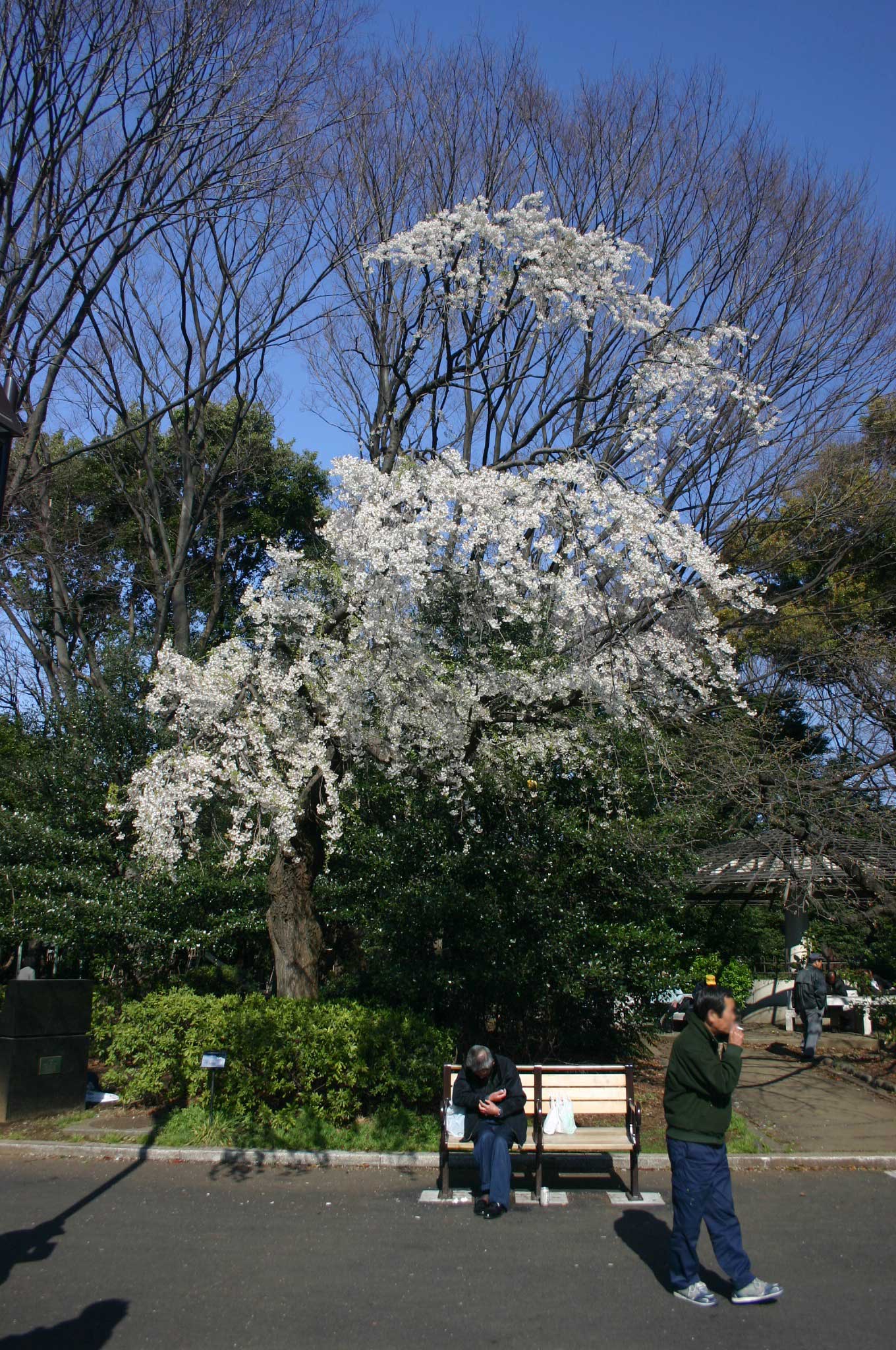 上野公園のちょっとしだれ気味の桜