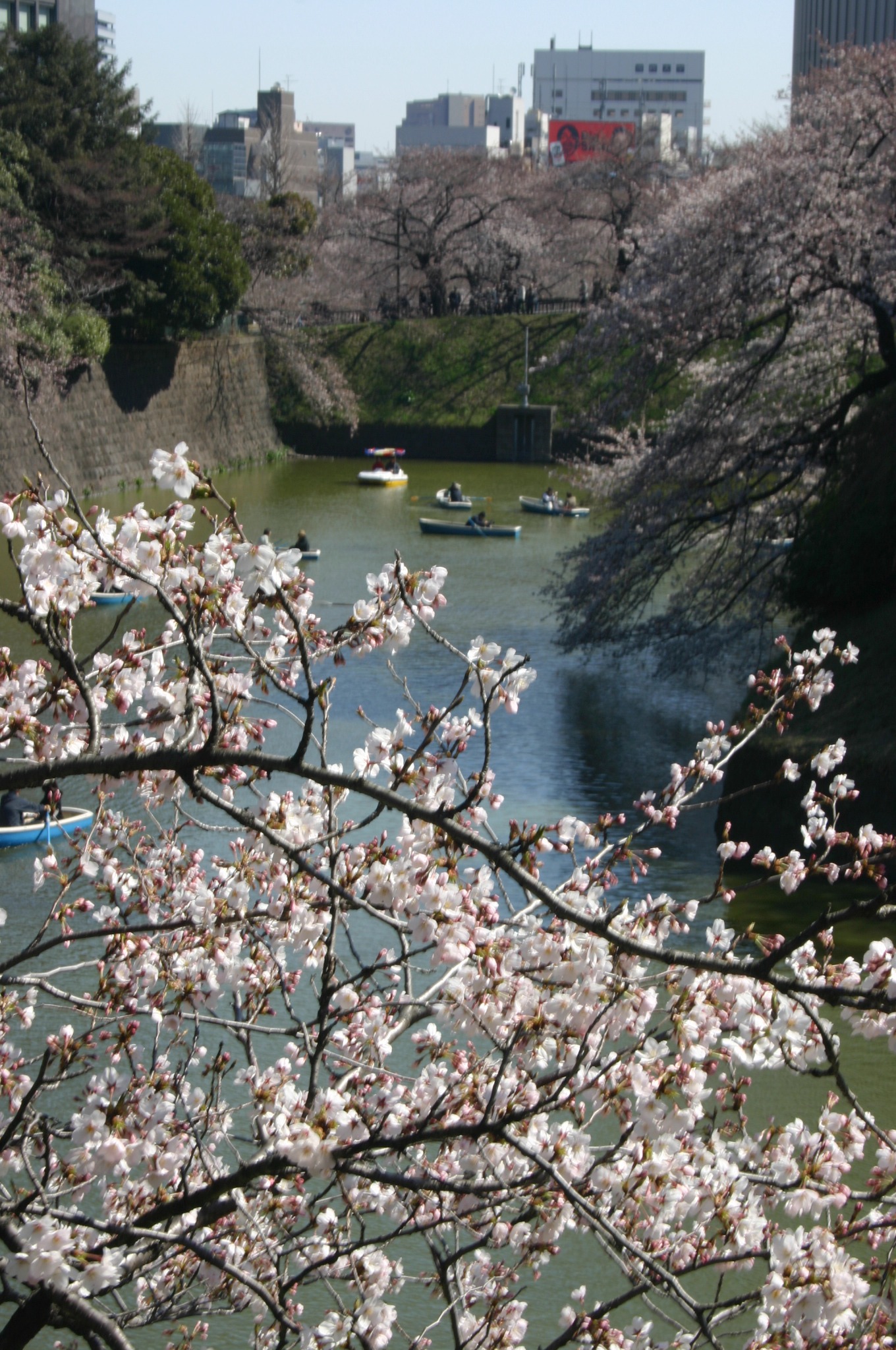 桜とボートの写真
