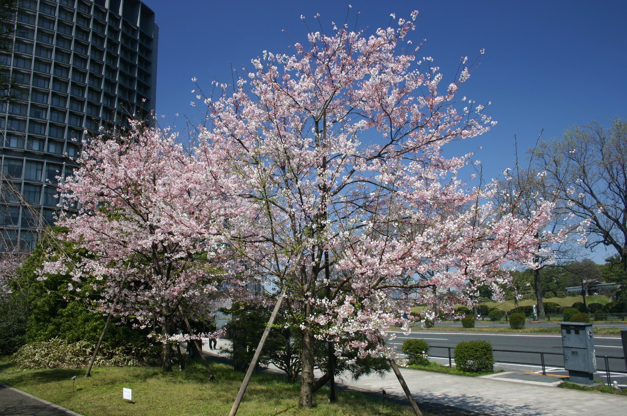 国立劇場前の満開の桜