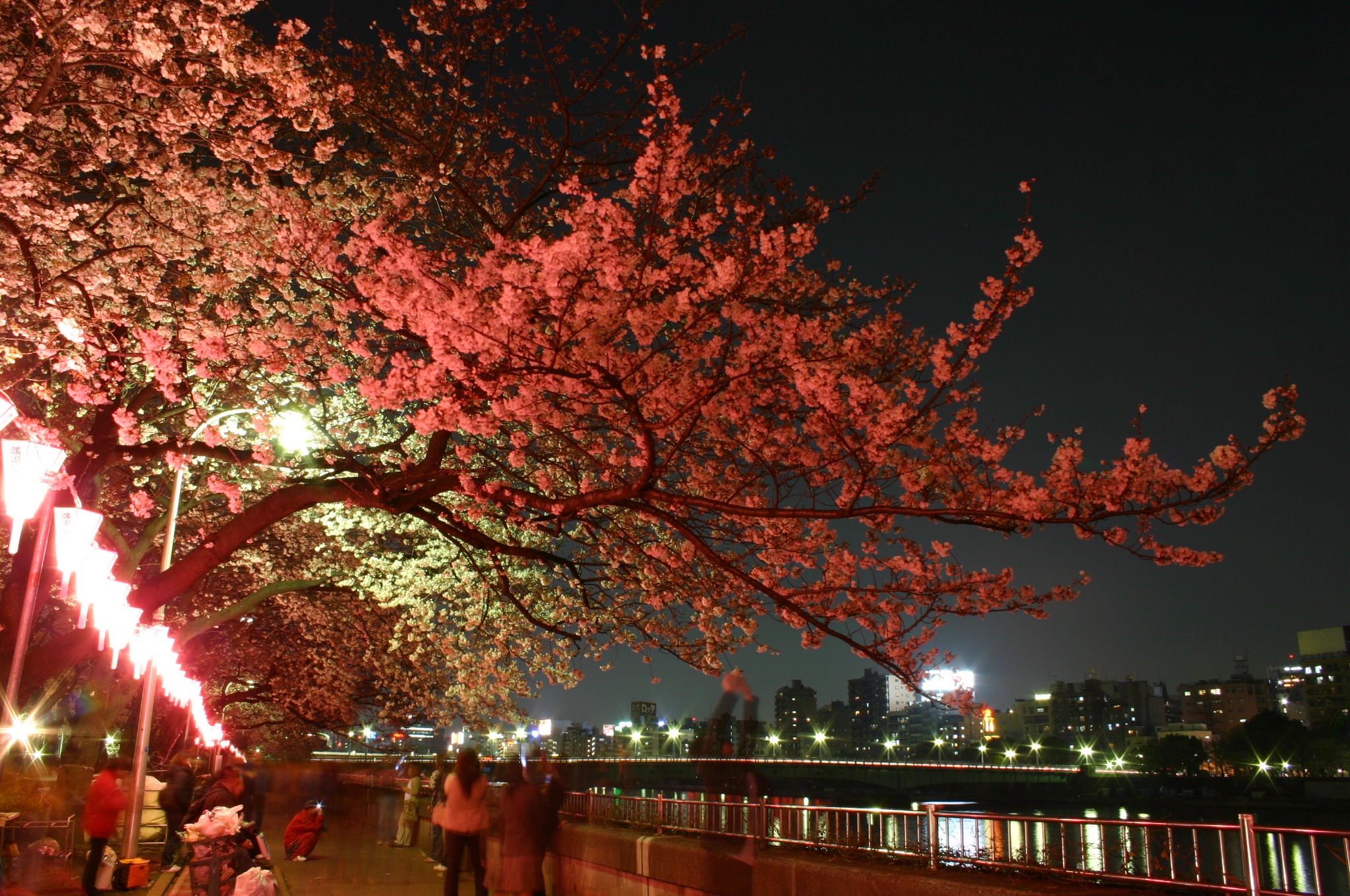 隅田川の夜桜　2