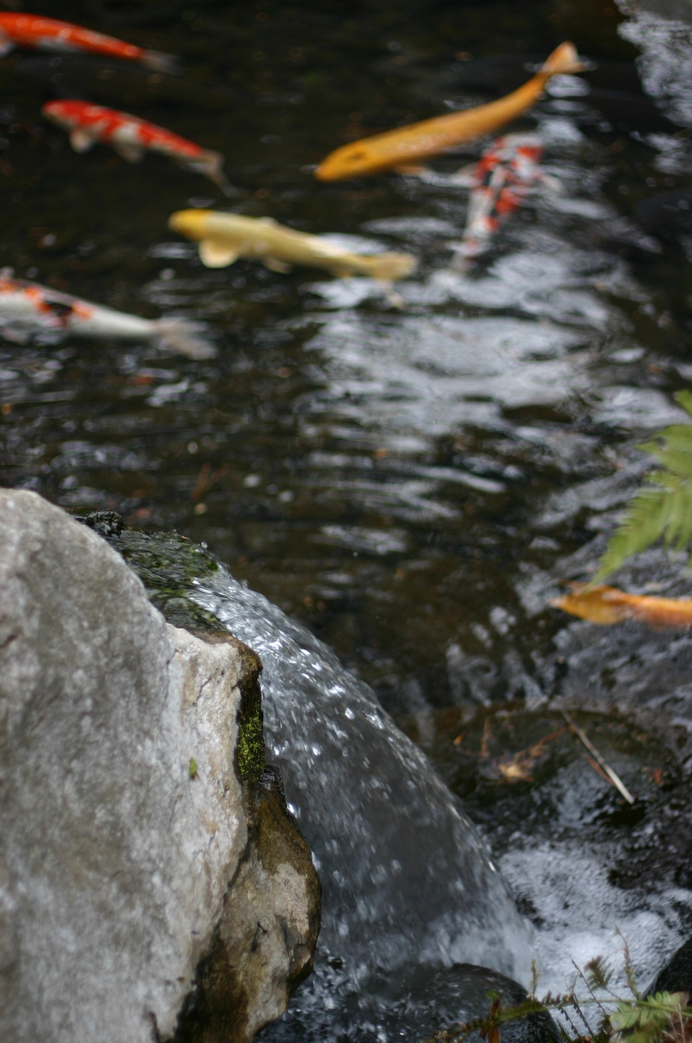 滝と池の鯉