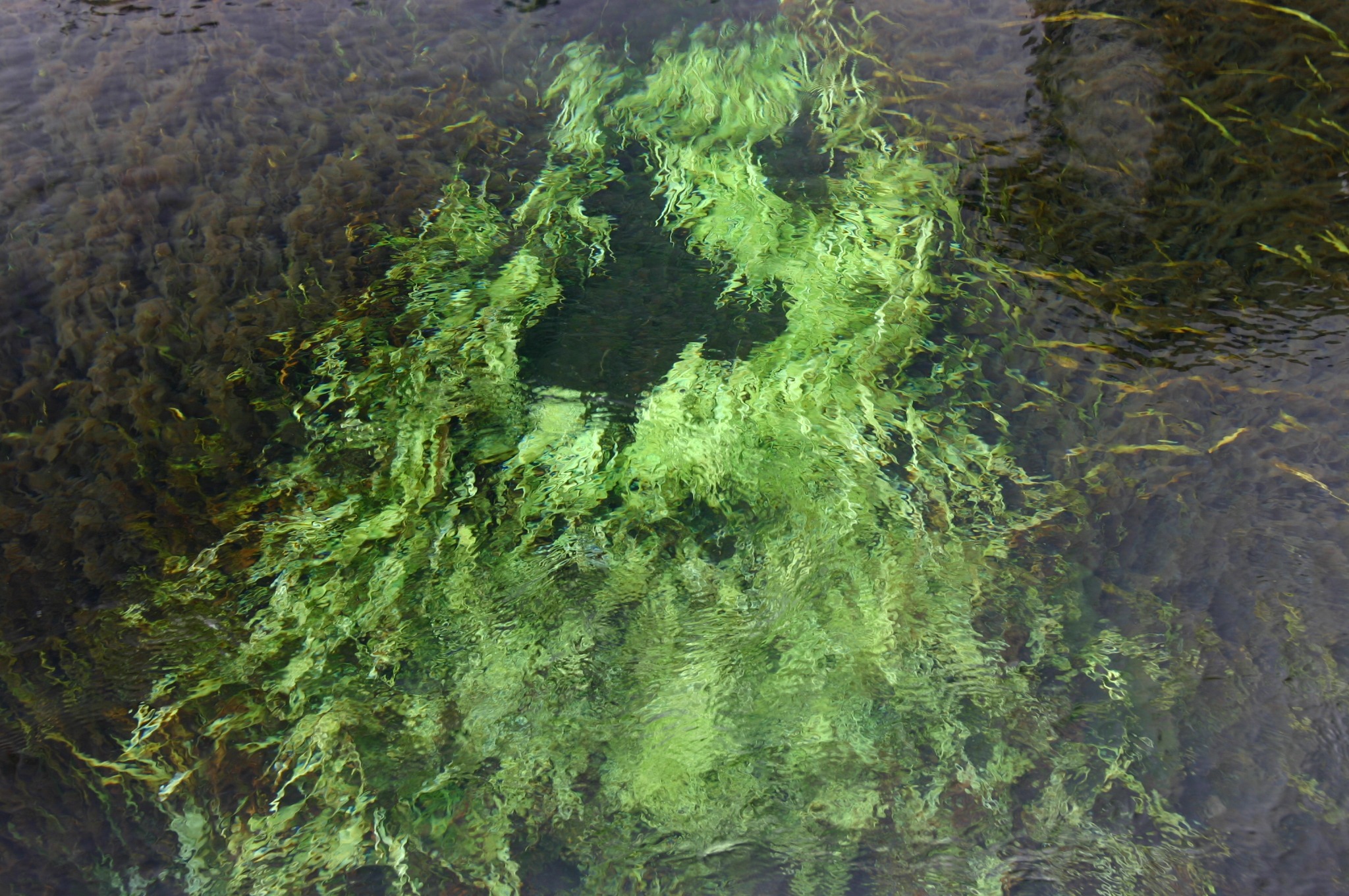 忍野八海周辺の池の水草